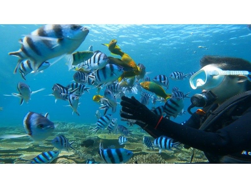 [Okinawa, northern part]Gorilla Chop experience diving! Beginners are welcome. Free photo data