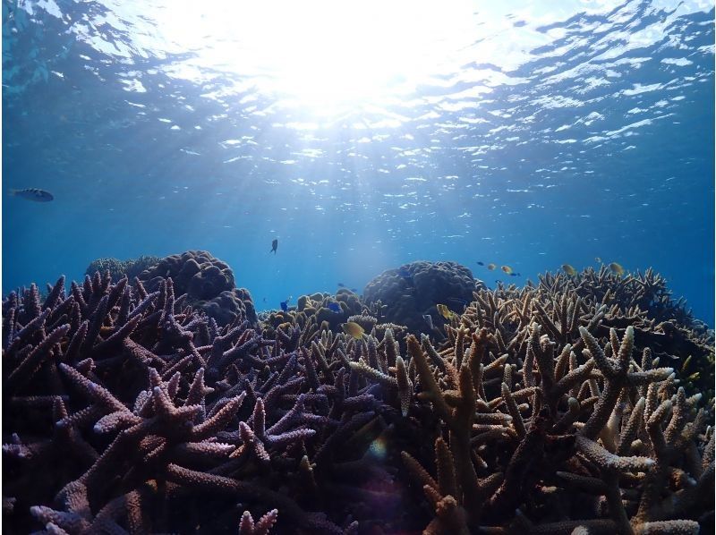 ★Okinawa main island, northern part, full of colorful fish and corals! The very popular Gorilla Chop experience diving♪ Beginners are welcome. Free GoPro photo data service!の紹介画像