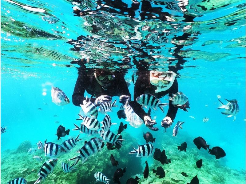 [เกาะหลักโอกินาว่า / ภาคเหนือ] ดำน้ำดูปะการังกอริลลาสับใกล้พิพิธภัณฑ์สัตว์น้ำ Churaumi ♪ บริการข้อมูลภาพถ่าย GoPro ฟรี! แนะนำสำหรับผู้หญิง คู่รัก และครอบครัว!の紹介画像