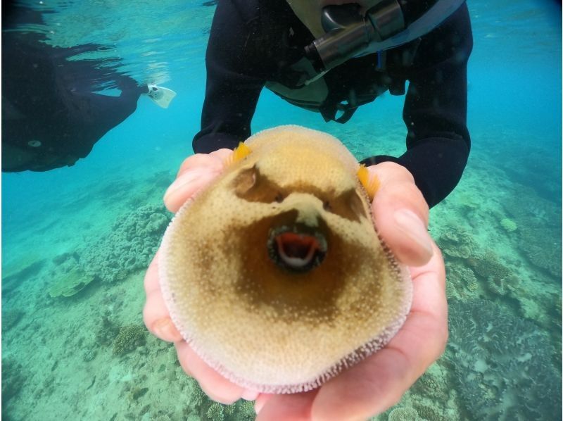 [冲绳本岛/北部]美丽海水族馆附近的大猩猩砍浮潜♪免费GoPro照片数据服务！推荐给女性、情侣和家庭！の紹介画像