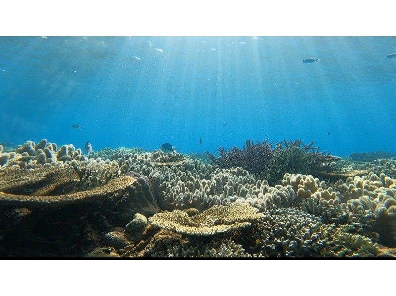 ★ดำน้ำดูปะการังกอริลลาสับทางตอนเหนือของเกาะหลักโอกินาว่า ♪ ข้อมูลภาพถ่าย GoPro ฟรี! แนะนำสำหรับผู้หญิง คู่รัก และครอบครัว!の紹介画像