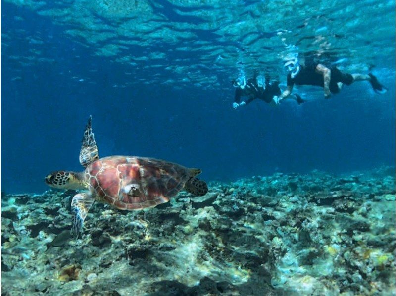 【1組様貸切/3時間半】石垣島の海を半日で満喫！トロピカルSUP＆シュノーケリング！女性ガイドが担当/送迎・写真込み/手ぶら参加◎の紹介画像