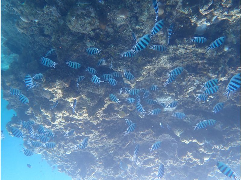 【１組様貸切/３時間半】石垣島の海を半日で満喫！トロピカルSUP＆シュノーケリング！女性ガイドが担当/送迎・写真込み/手ぶら参加◎の紹介画像