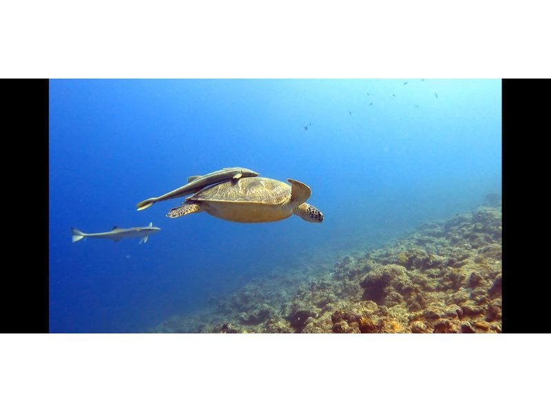 [Okinawa, Ishigaki Island] Snorkel tour transfers, equipment, and photo data are free!