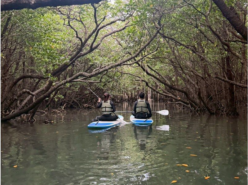 【1組様貸切/3時間】マングローブSUPで癒しの時間を！のんびり非日常体験！女性ガイドが担当/送迎・写真込み/手ぶら参加OKの紹介画像