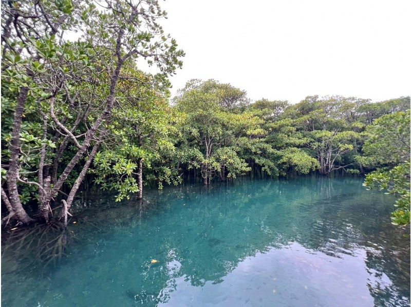 【1組様貸切/3時間】マングローブSUPで癒しの時間を！のんびり非日常体験！女性ガイドが担当/送迎・写真込み/手ぶら参加OKの紹介画像