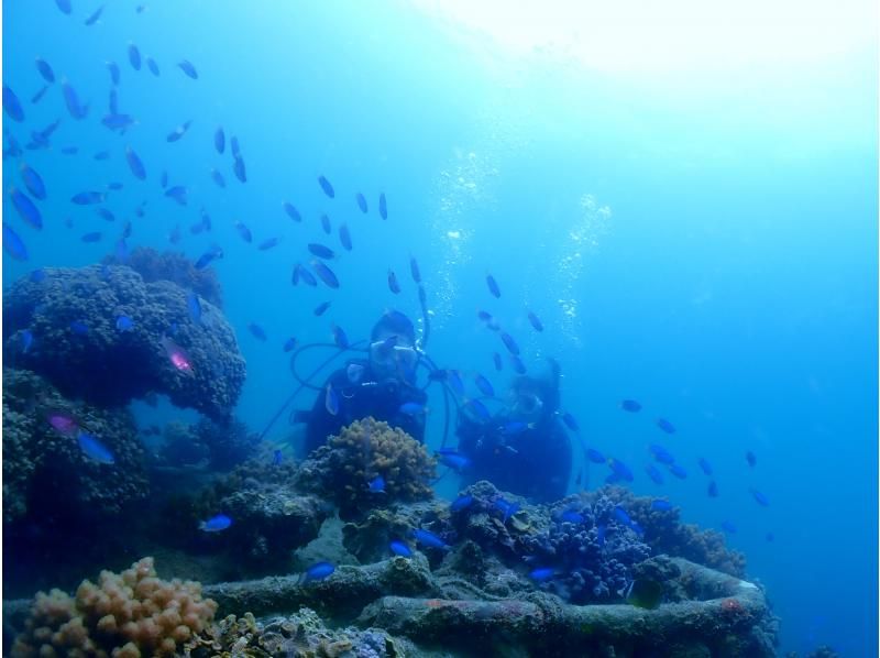 [四国-徳島】體驗熱帶魚天堂Pokkori Kojima深潛の紹介画像