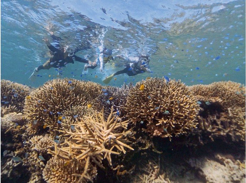 【1組様貸切/3時間】《青の洞窟orウミガメorエダサンゴ》選べる！シュノーケリングツアー！女性ガイドが担当/送迎・写真込み/手ぶら参加OKの紹介画像