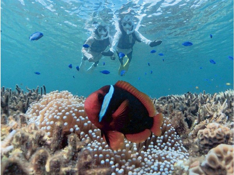 【1組様貸切/3時間】《青の洞窟orウミガメorエダサンゴ》選べる！シュノーケリングツアー！女性ガイドが担当/送迎・写真込み/手ぶら参加OKの紹介画像