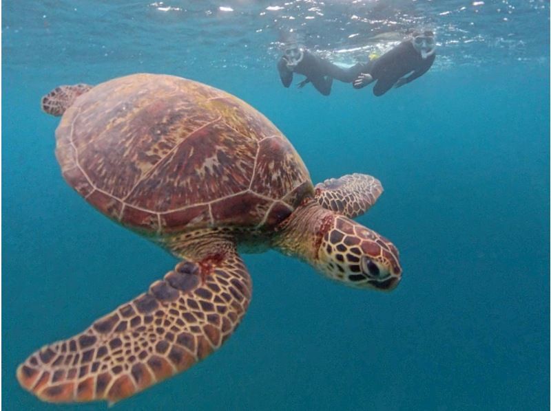 【1組様貸切/3時間】《青の洞窟orウミガメorエダサンゴ》選べる！シュノーケリングツアー！女性ガイドが担当/送迎・写真込み/手ぶら参加OKの紹介画像