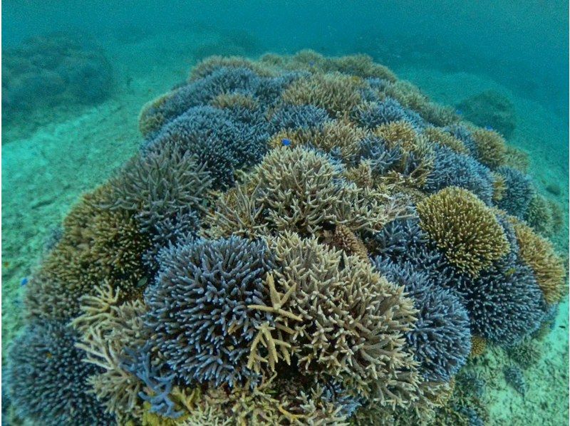 【1組様貸切/3時間】《青の洞窟orウミガメorエダサンゴ》選べる！シュノーケリングツアー！女性ガイドが担当/送迎・写真込み/手ぶら参加OKの紹介画像