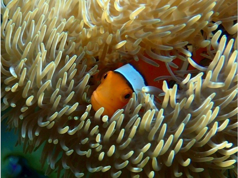 【1組様貸切/3時間】《青の洞窟orウミガメorエダサンゴ》選べる！シュノーケリングツアー！女性ガイドが担当/送迎・写真込み/手ぶら参加OKの紹介画像