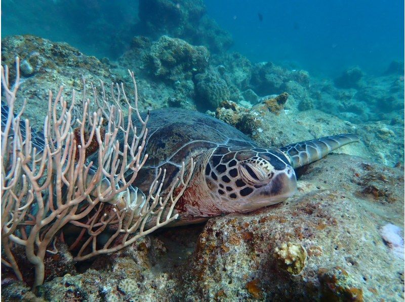 【1組様貸切/3時間】《青の洞窟orウミガメorエダサンゴ》選べる！シュノーケリングツアー！女性ガイドが担当/送迎・写真込み/手ぶら参加OKの紹介画像