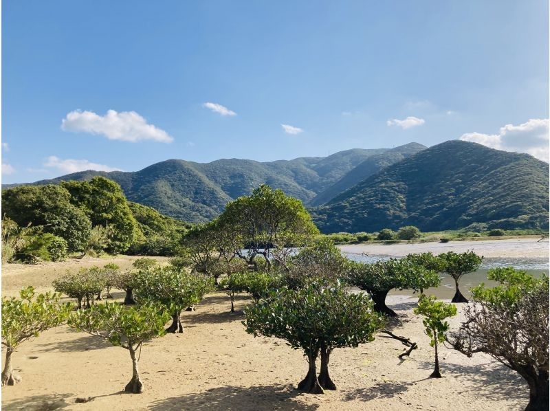 [Amami Oshima] A mangrove tidal flat walk and canoe tour that the whole family can enjoy! 