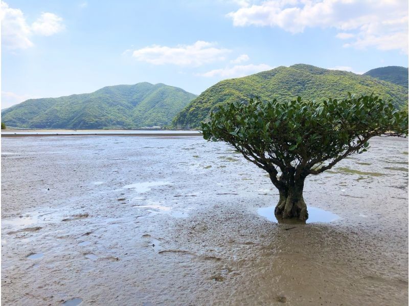 [Amami Oshima] A mangrove tidal flat walk and canoe tour that the whole family can enjoy! 