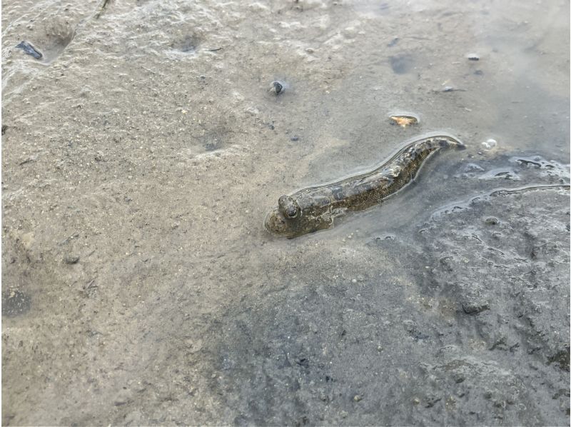 [Amami Oshima] A mangrove tidal flat walk and canoe tour that the whole family can enjoy! 