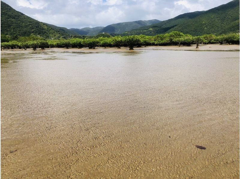 [Amami Oshima] A mangrove tidal flat walk and canoe tour that the whole family can enjoy! 