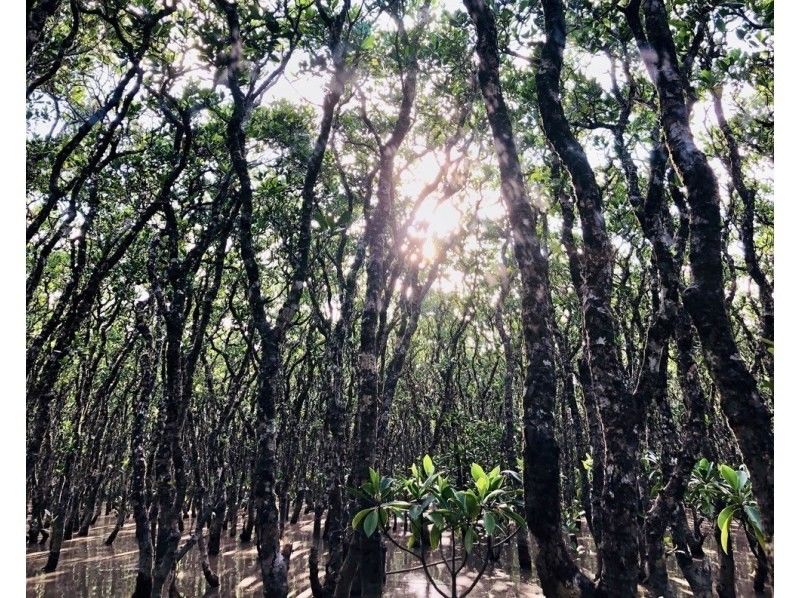 [Amami Oshima] A mangrove tidal flat walk and canoe tour that the whole family can enjoy! 