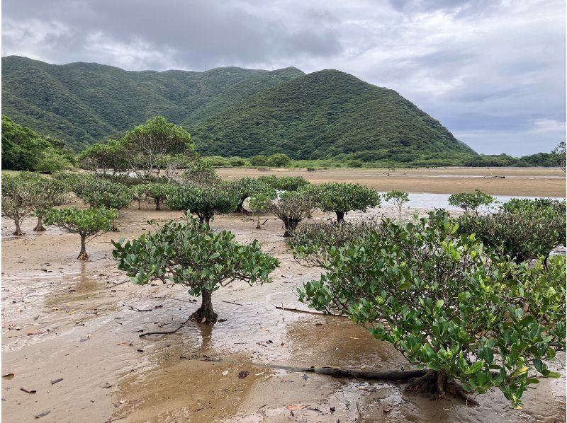 [Amami Oshima] A mangrove tidal flat walk and canoe tour that the whole family can enjoy! 