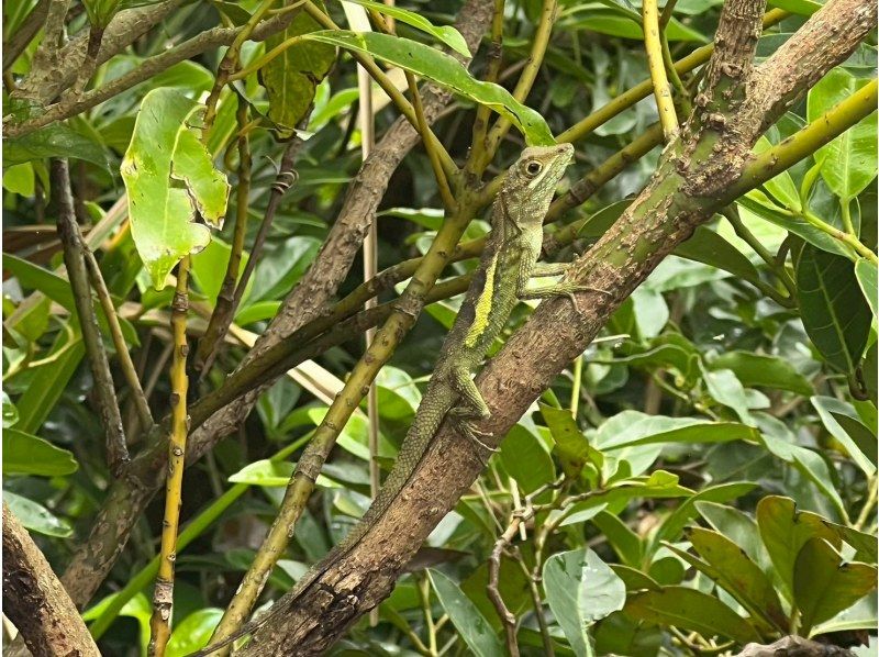 【1組様貸切/3時間】お手軽★絶景の山頂を目指すトレッキングツアー！女性ガイドが担当/送迎・写真込み/手ぶら参加OKの紹介画像