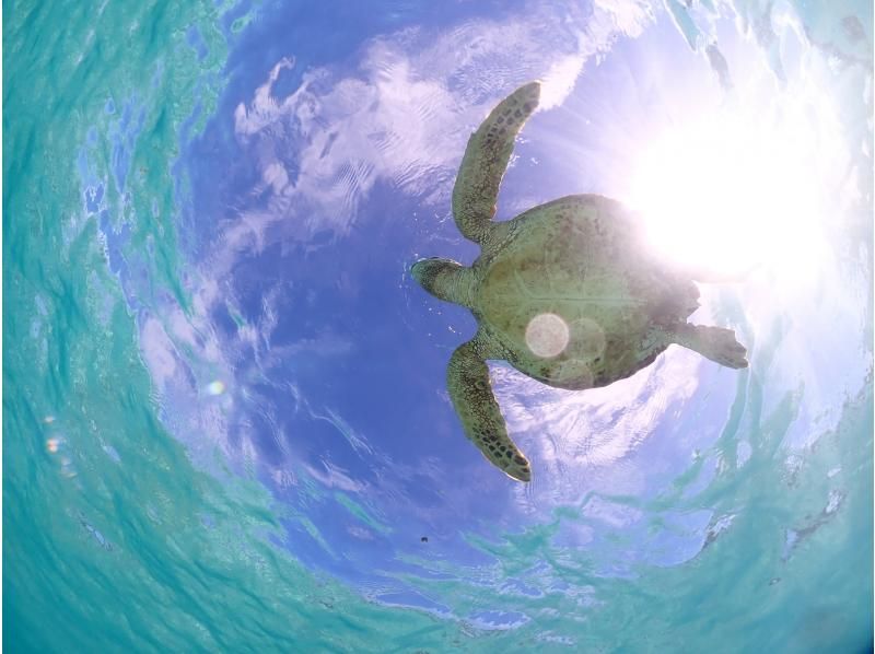 [Miyakojima - Private tour limited to one group] Close-up snorkeling with sea turtles | Top-class photo data in both quantity and quality! Showers and changing areas availableの紹介画像