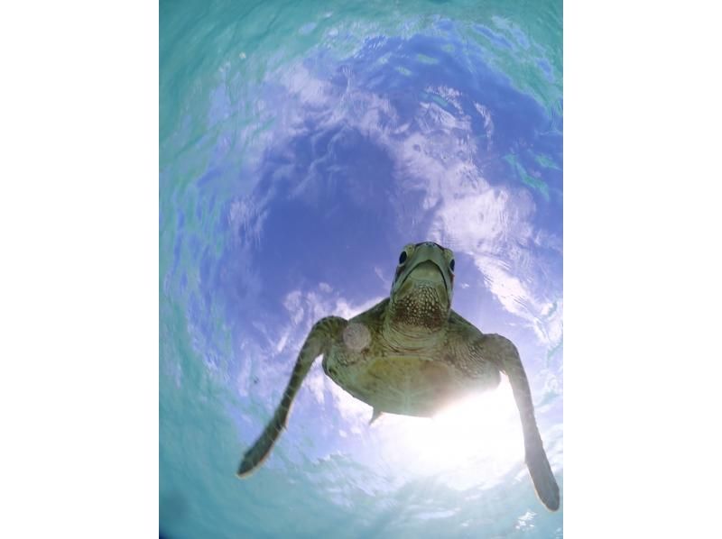 [Miyakojima - Private tour limited to one group] Close-up snorkeling with sea turtles | Top-class photo data in both quantity and quality! Showers and changing areas availableの紹介画像