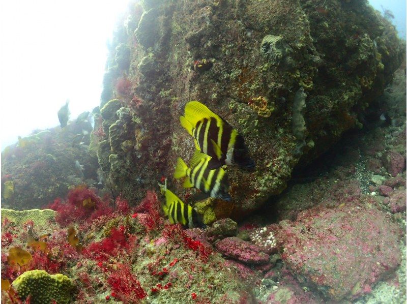 New "Boat Diving in Boso, Chiba" (2 dives)の紹介画像