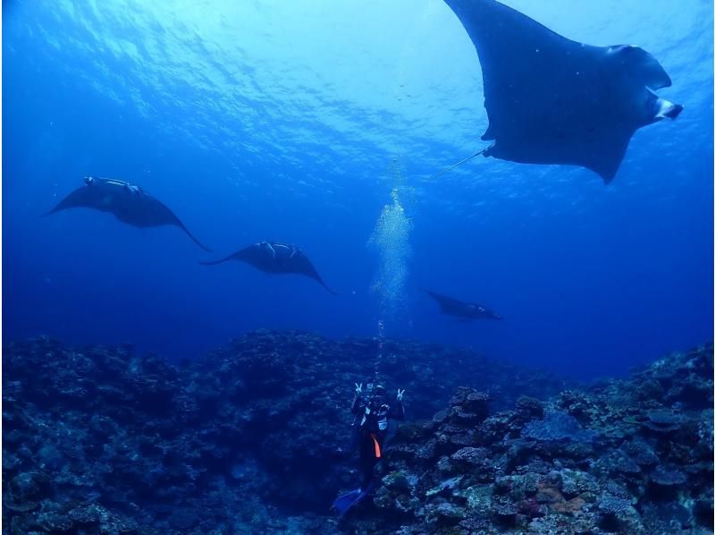 【石垣島・ボート午前半日スノーケル】マンタ、ウミガメ、クマノミ、サンゴなどシュノーケリング！写真サービス⭐️の紹介画像