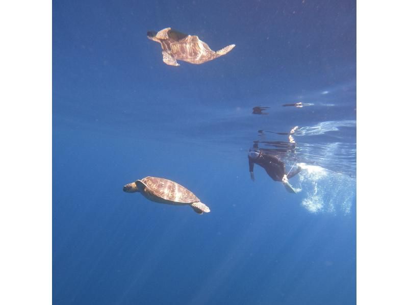 【石垣島・ボート午前半日スノーケル】マンタ、ウミガメ、クマノミ、サンゴなどシュノーケリング！写真サービス⭐️の紹介画像