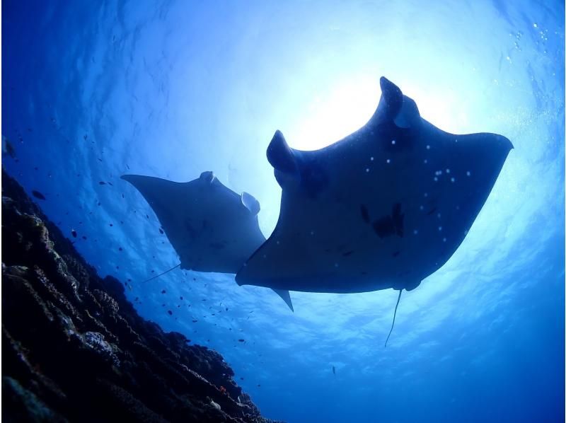 【石垣島／ファンダイビング2ボート、フルレンタル付】マンタ、ウミガメ、クマノミ、など！写真サービス