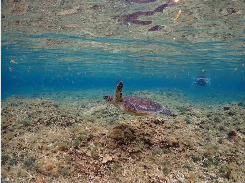 【沖繩/石垣島】「海龜」不用擔心暈船！ ！從海灘浮潛海龜☆藍洞☆の紹介画像