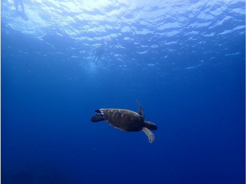 [โอกินาว่า/เกาะอิชิงากิ] “เต่าทะเล” ไม่ต้องกังวลว่าจะเมาเรือ! - เต่าทะเลดำน้ำดูปะการังจากชายหาด ☆ ถ้ำสีน้ำเงิน ☆の紹介画像