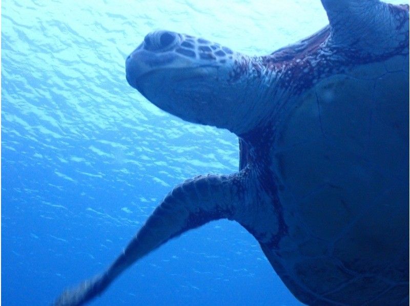 [Okinawa, Ishigaki Island] "Sea Turtles" No need to worry about seasickness! Sea Turtle Snorkeling from the Beach ☆ Blue Cave ☆の紹介画像
