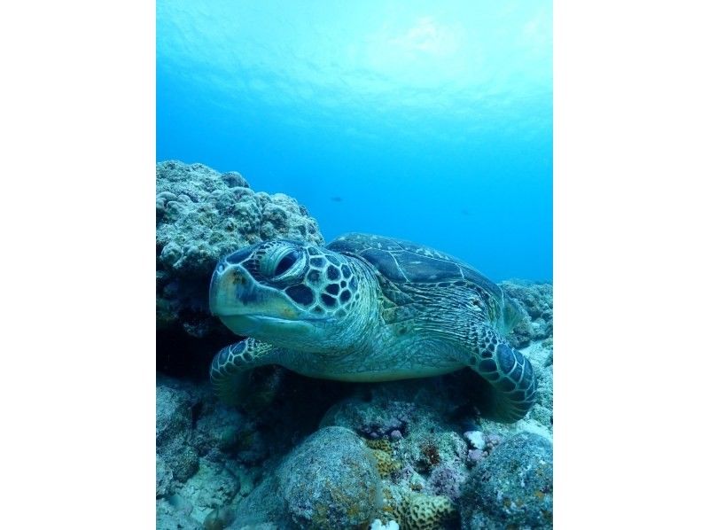 【冲绳/石垣岛】“海龟”不用担心晕船！ ！从海滩浮潜海龟☆蓝洞☆の紹介画像