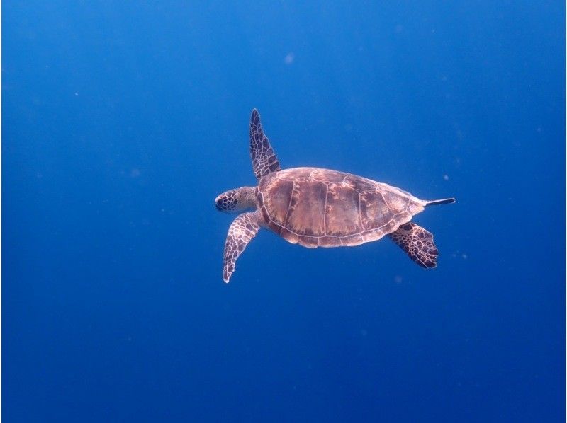 [โอกินาว่า/เกาะอิชิงากิ] “เต่าทะเล” ไม่ต้องกังวลว่าจะเมาเรือ! - เต่าทะเลดำน้ำดูปะการังจากชายหาด ☆ ถ้ำสีน้ำเงิน ☆の紹介画像