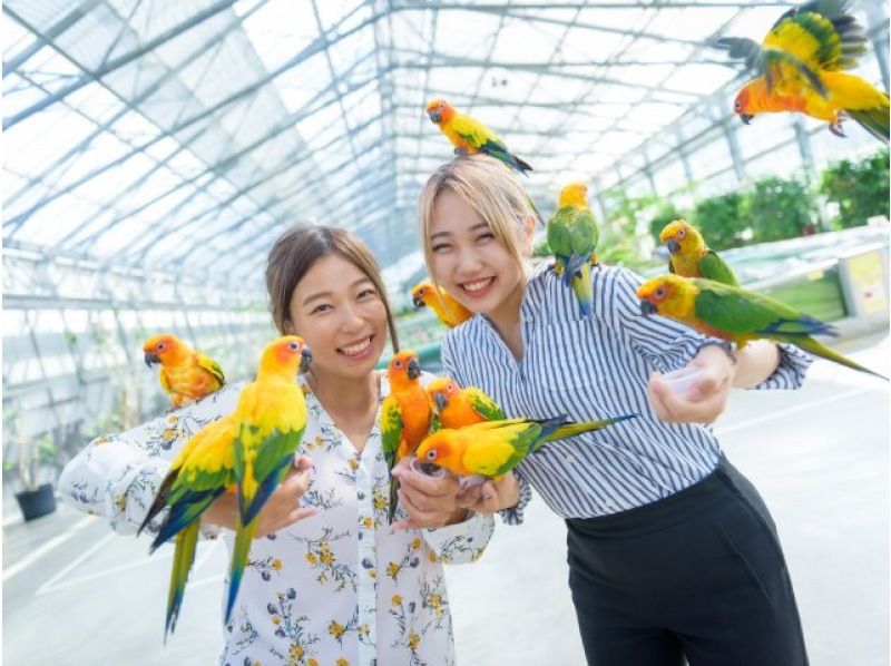 【静岡日帰り】新幹線こだま号で楽々移動！遠州袋井「可睡斎」ひなまつりと掛川花鳥園バスツアー【029029-1039】の紹介画像