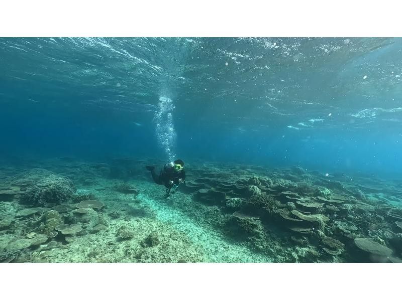 [Okinawa, Manza] Boat entry experience divingの紹介画像