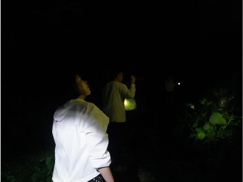 [Okinawa, Yonaguni Island] Enjoy the subtropical island! Night tour to see the creatures and starry skiesの紹介画像