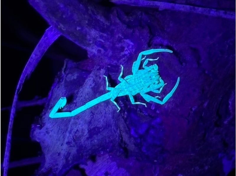 [Okinawa, Yonaguni Island] Enjoy the subtropical island! Night tour to see the creatures and starry skiesの紹介画像