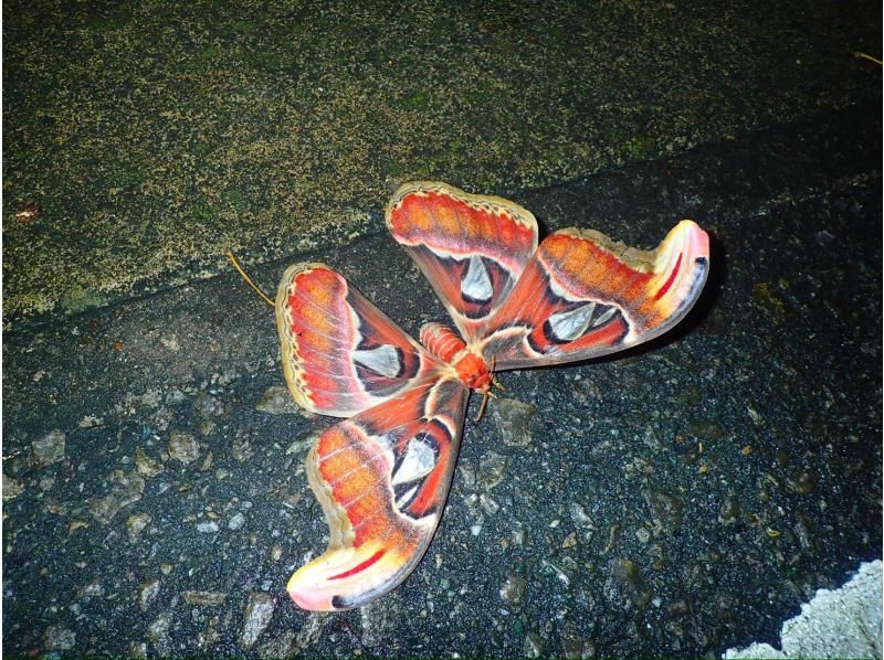 [Okinawa, Yonaguni Island] Enjoy the subtropical island! Night tour to see the creatures and starry skiesの紹介画像