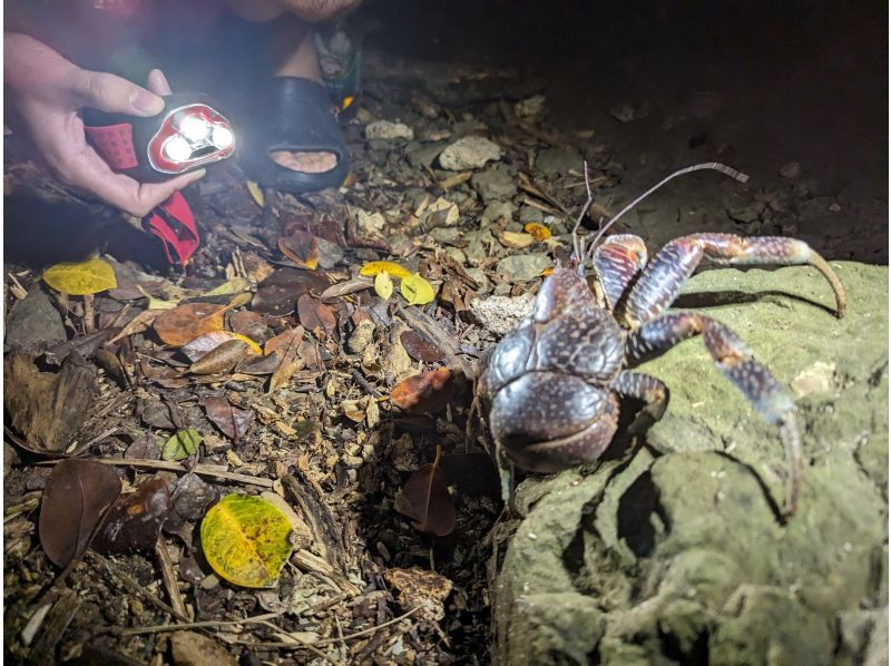 [Okinawa, Yonaguni Island] Enjoy the subtropical island! Night tour to see the creatures and starry skiesの紹介画像