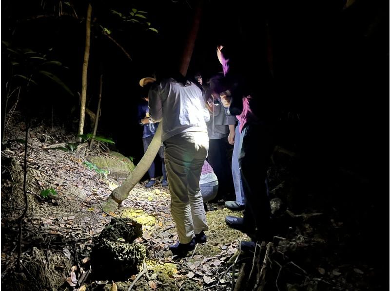 [Okinawa, Yonaguni Island] Enjoy the subtropical island! Night tour to see the creatures and starry skiesの紹介画像