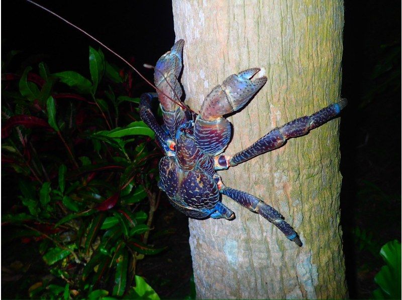 [Okinawa, Yonaguni Island] Enjoy the subtropical island! Night tour to see the creatures and starry skiesの紹介画像