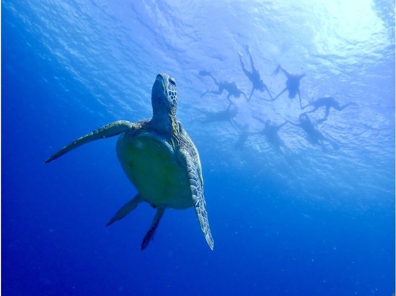 【沖縄県・石垣島】☆3年連続ウミガメ遭遇率100%達成☆4年目も100%継続中☆ウミガメシュノーケリング☆の紹介画像