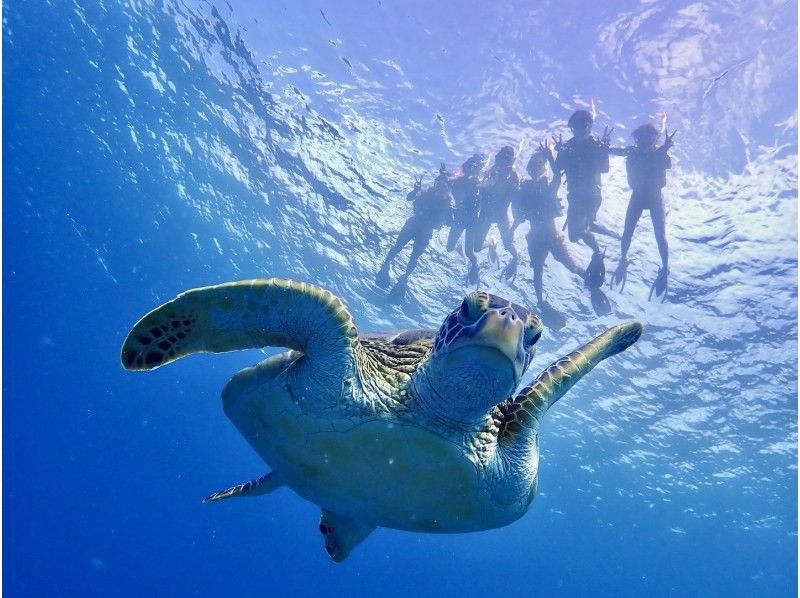 【沖縄県・石垣島】☆５年連続ウミガメ遭遇率１００%達成☆6年目も100%継続中☆ウミガメシュノーケリング☆の紹介画像