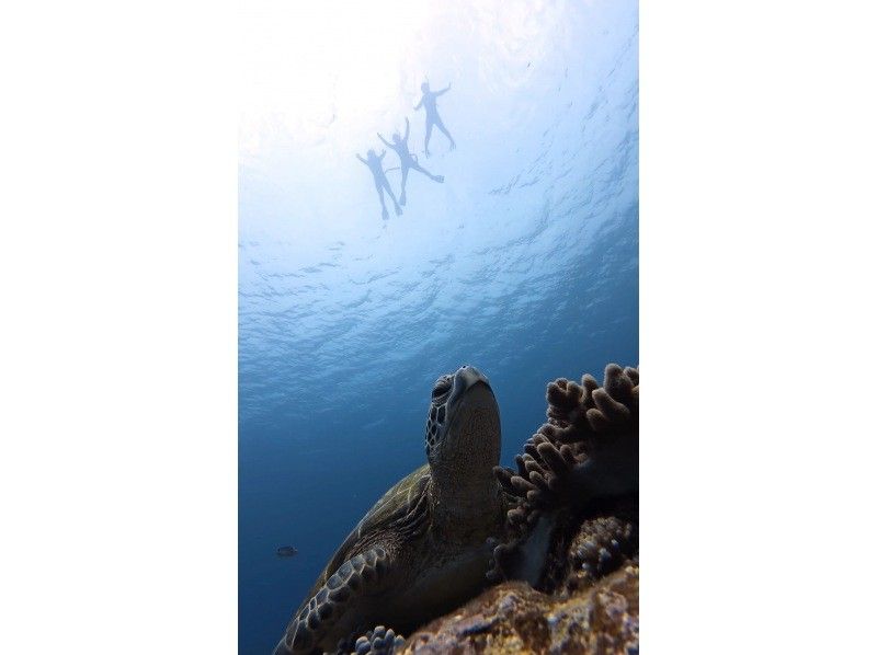 【沖縄県・石垣島】☆５年連続ウミガメ遭遇率１００%達成☆6年目も100%継続中☆ウミガメシュノーケリング☆の紹介画像