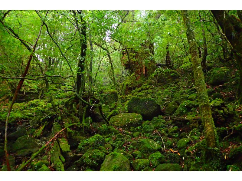 【鹿児島・屋久島】半日・白谷雲水峡ツアー短い時間でリフレッシュ！自然が沢山「弥生杉コース」２名様～の紹介画像