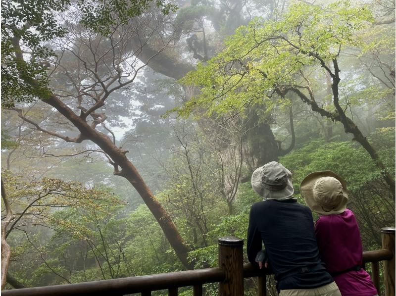 【Early morning from 1st · Jomon cedar mountain climbing tour】 A huge course where you can experience the powerful Jomon cedar and nature at all dayの紹介画像
