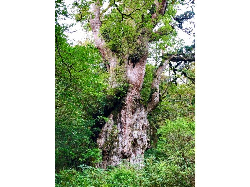Kagoshima/Yakushima: Full-Day Jomon Sugi Trek -Majestic Cedar