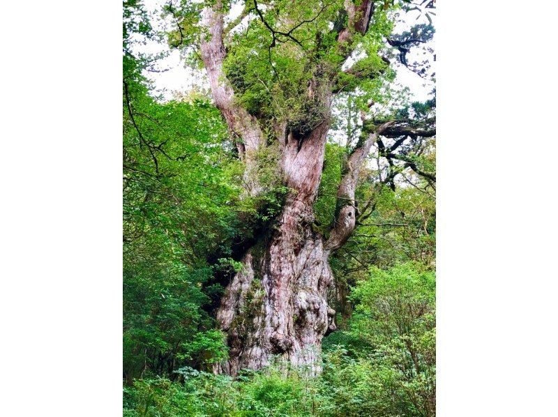 【Early morning from 1st · Jomon cedar mountain climbing tour】 A huge course where you can experience the powerful Jomon cedar and nature at all dayの紹介画像